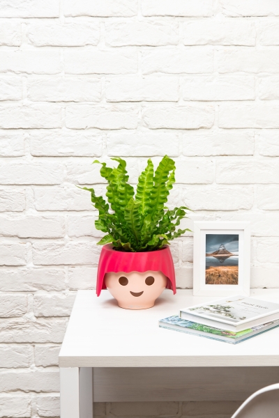 Асплениум Криспи в OJO