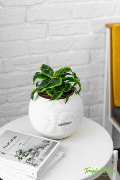 Драцена Торнадо в PURO 20 Драцена Торнадо в PURO 20