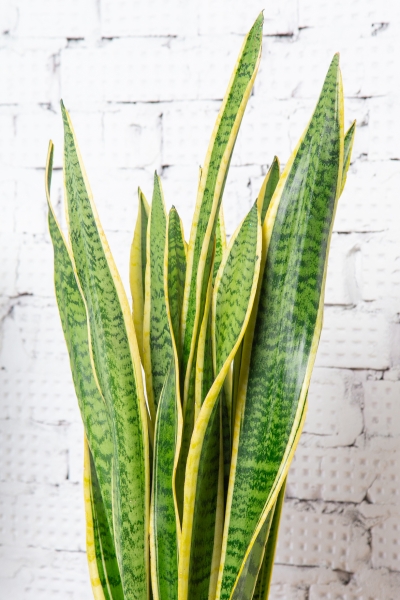 Сансевиерия Лауренти 19/70 см Сансевиерия Лауренти 19/70 см