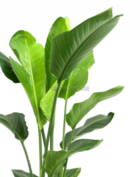 Стрелиция Николай в CILINDRO 32