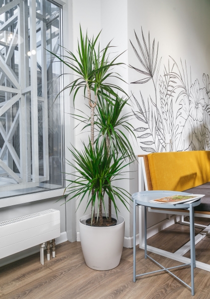 Драцена Маргината 3 ствола 24/140 см