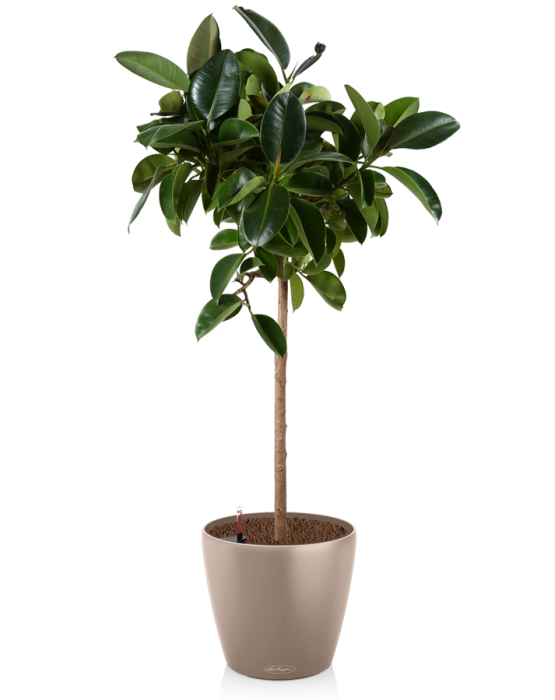 Фикус Эластика в CLASSICO Color 60, песочно-коричневый