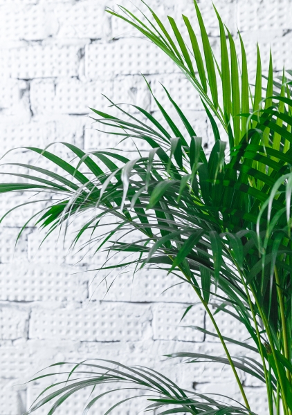 Хризалидокарпус Арека 21/120 см