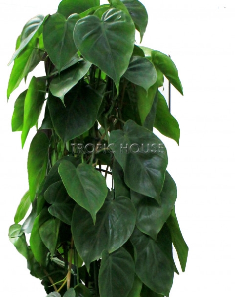 Филодендрон в CLASSICO COLOR 28 Филодендрон в CLASSICO COLOR 28