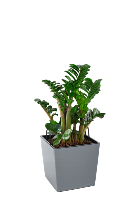 Замиокулькас Зензи 14/50 см в Juka 19x19, серый бетон