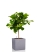 Фикус Лирата на стволе 24/120 см в CANTO STONE LOW 30