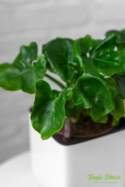 Филодендрон Атом в CUBE GLOSSY 14