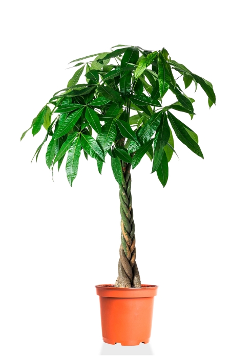 Пахира Акватика 27/150 см