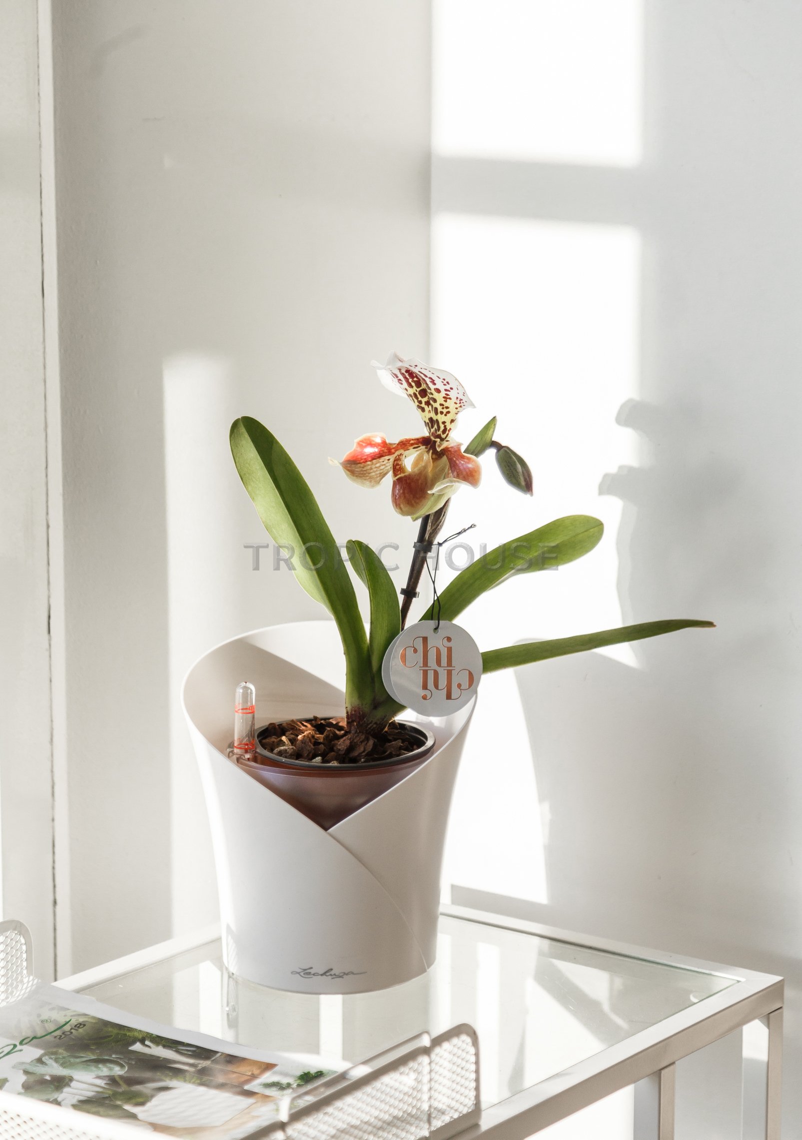 Орхидея Венерин башмачок в ORCHIDEA 18