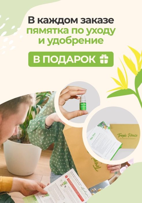 Замиокулькас 12/45 см - купить в Москве: интернет-магазин