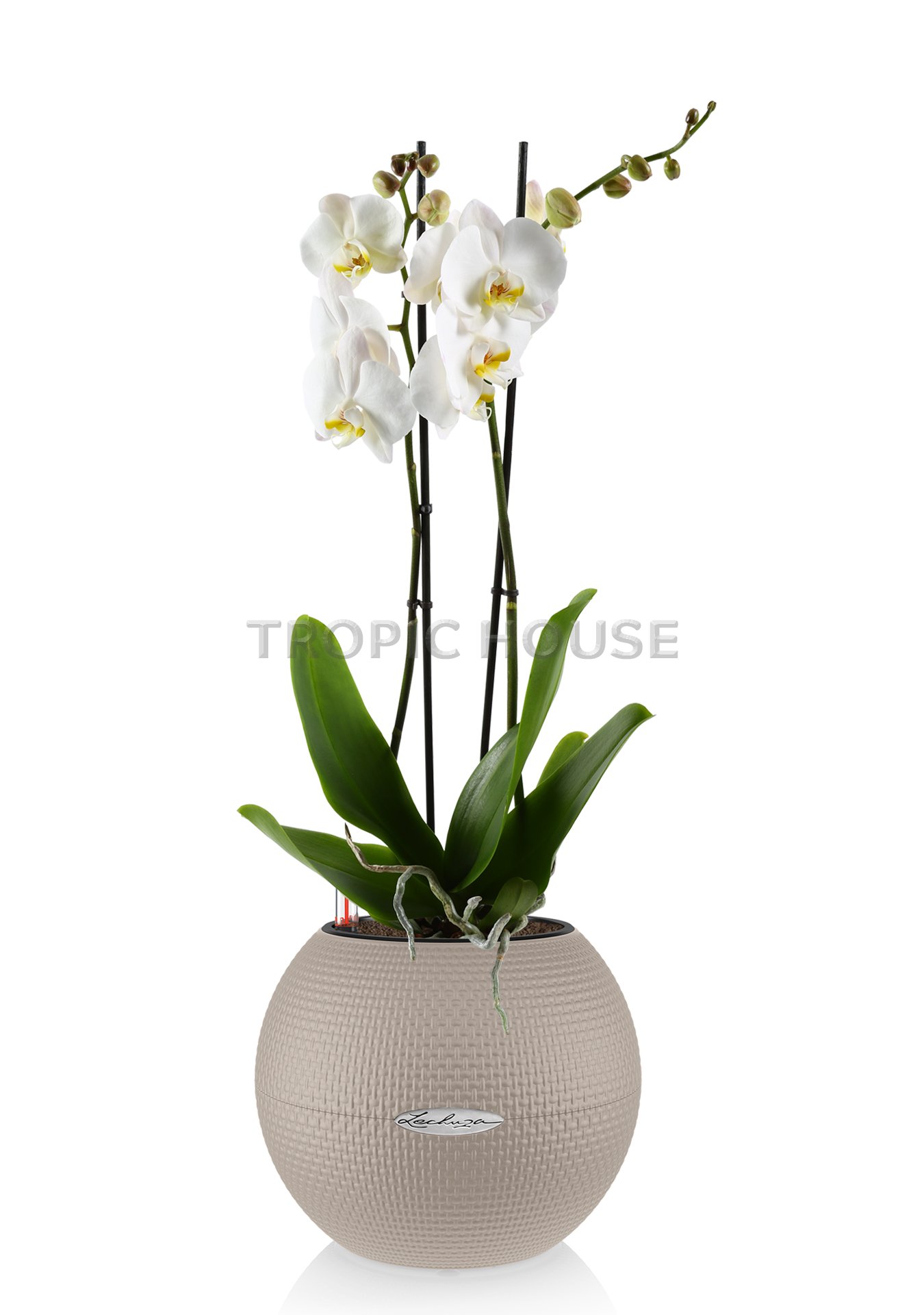 Орхидея One love PURO 20/75 см, Песочно-коричневый