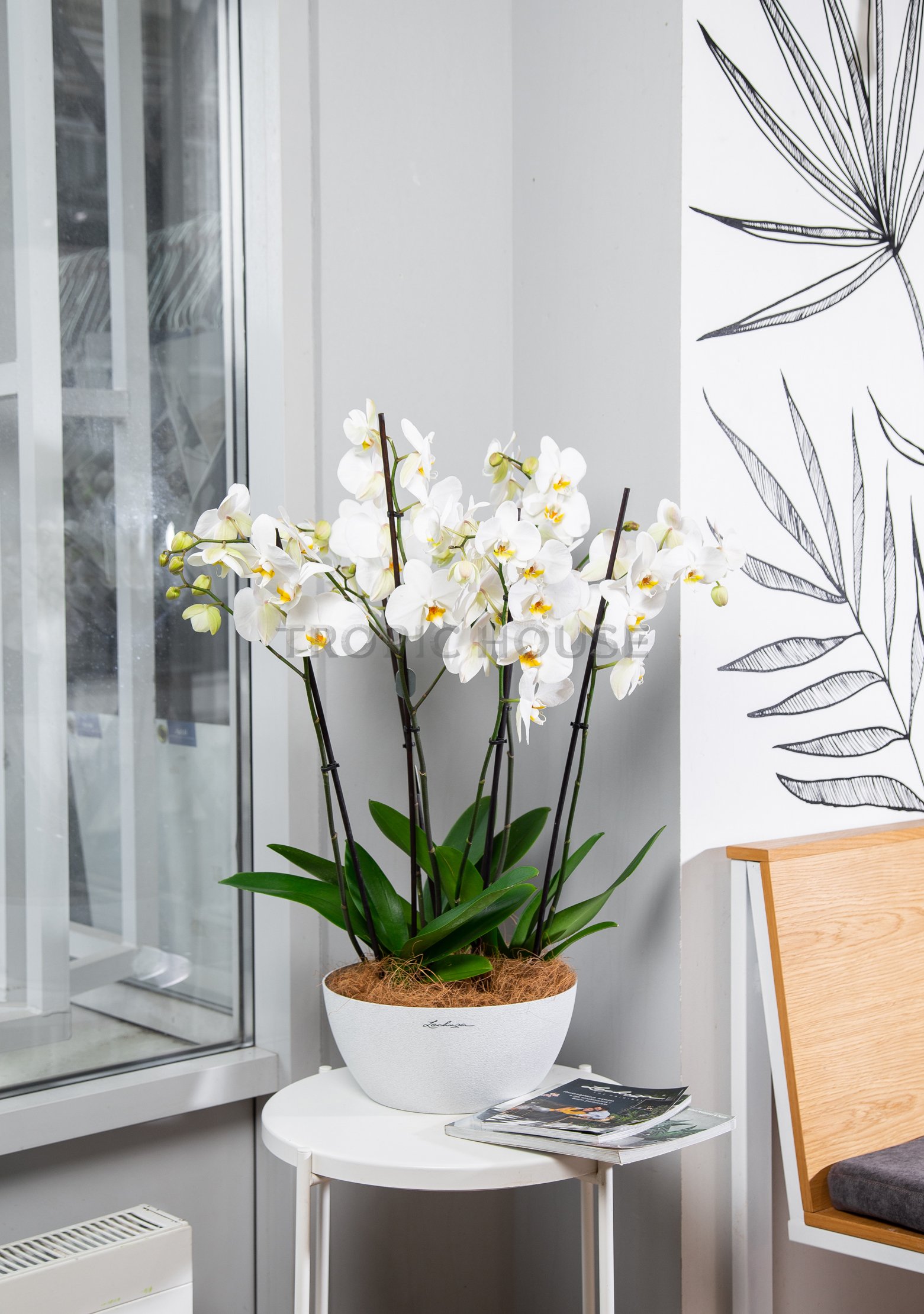 Орхидея Фаленопсис в Cubeto Color 30