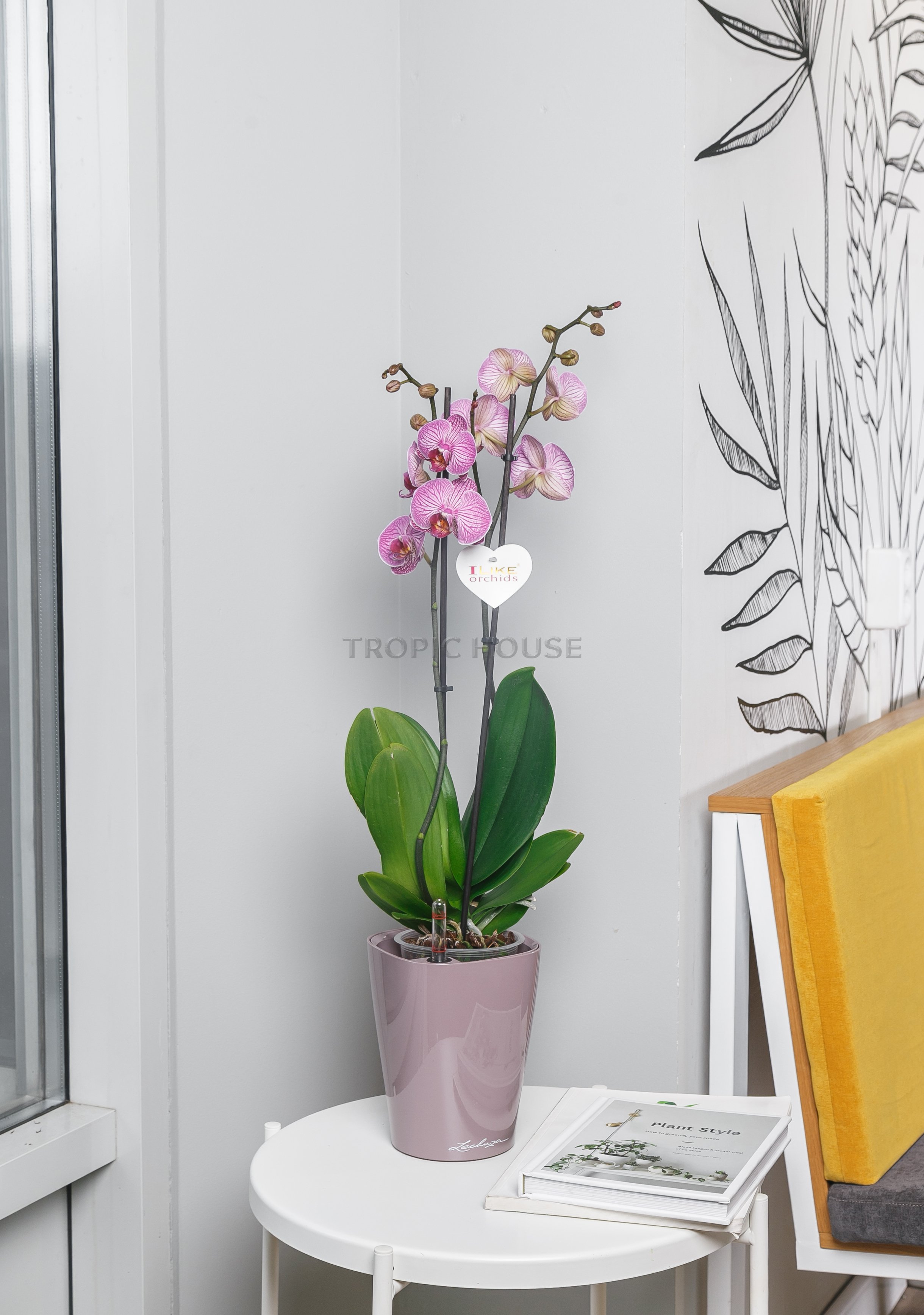Орхидея Фаленопсис мини микс 2 ствола 9/35 см
