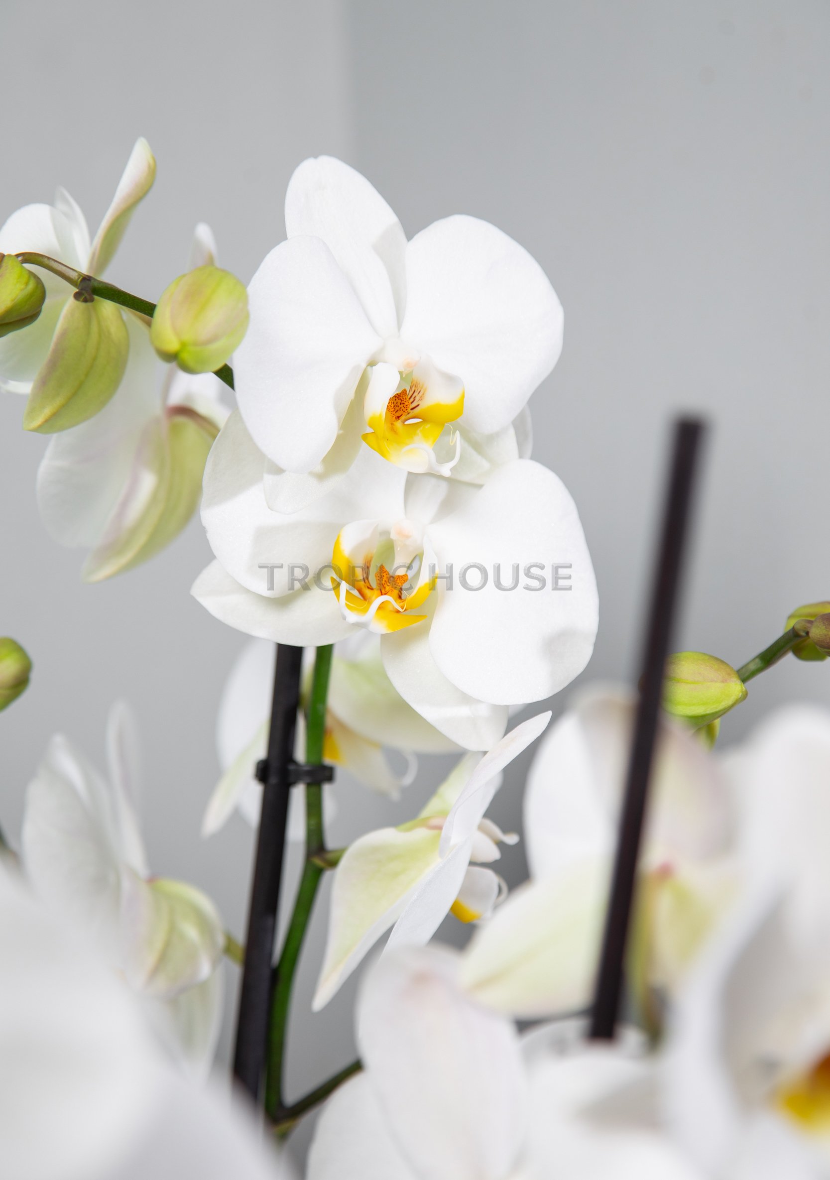 Орхидея Фаленопсис в Cubeto Color 30
