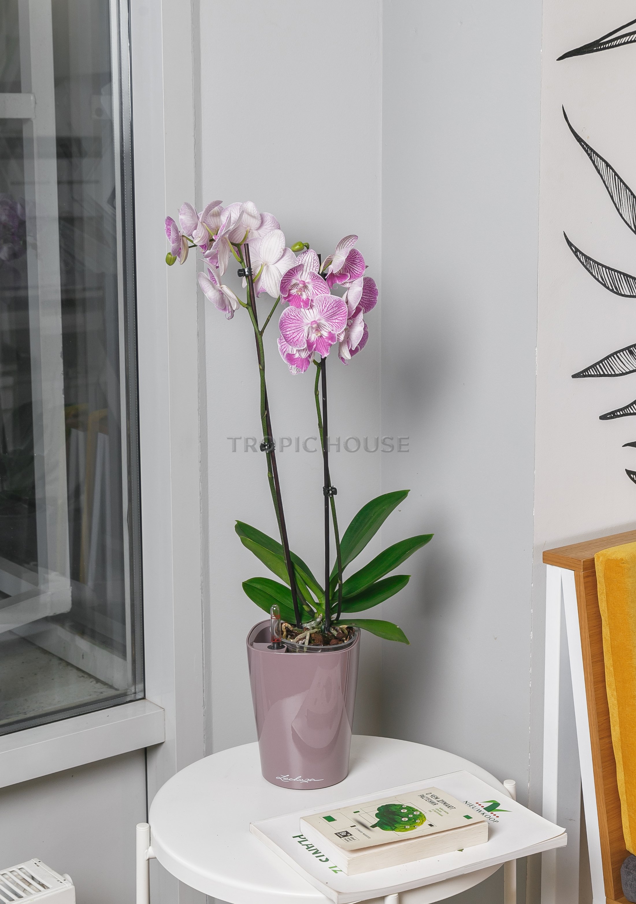 Орхидея Фаленопсис мини микс 2 ствола 9/35 см
