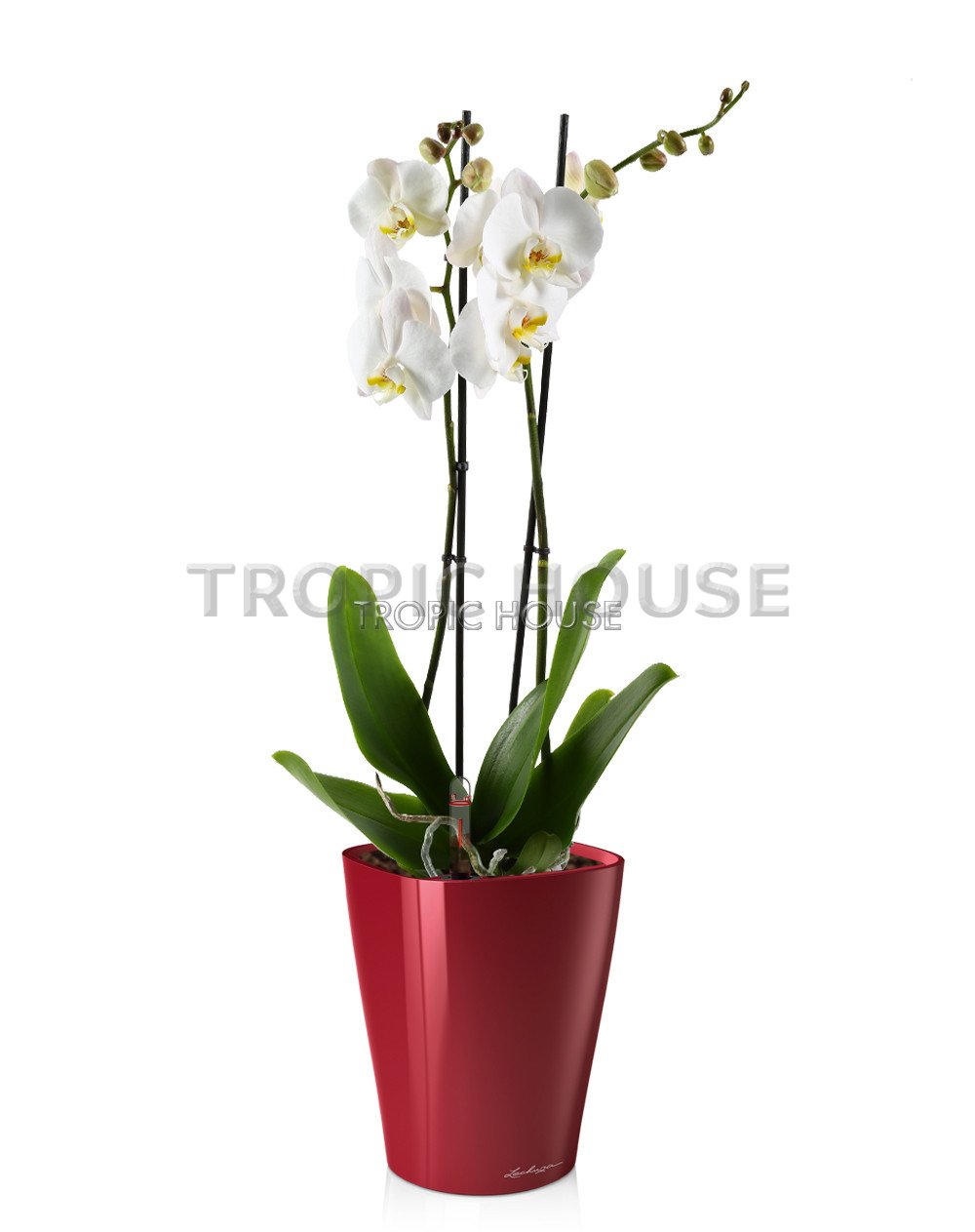 Орхидея Фаленопсис DELTINI 14/75 см Ярко-красный блестящий