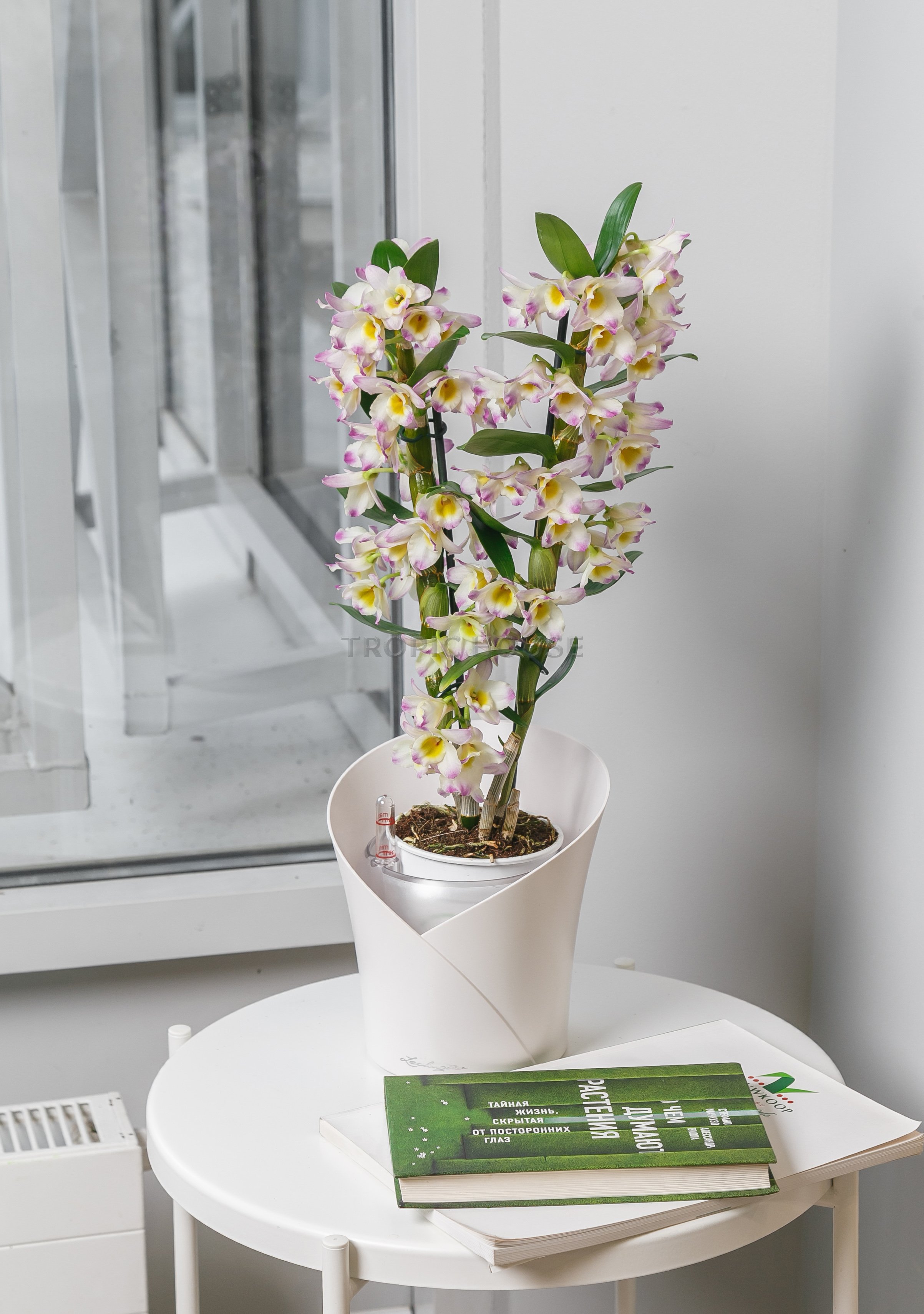 Орхидея Дендробиум розовый в ORCHIDEA 18